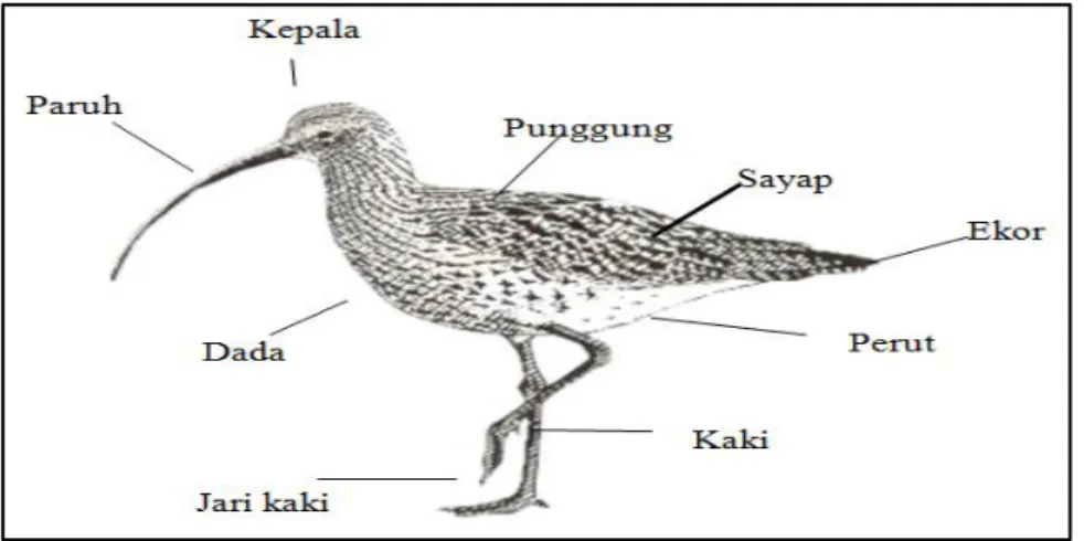 Tabel  4.    Daftar  Jenis-Jenis  Burung  Pantai  Berdasarkan  Status.  (The  List  Of  Shorebird Species By Status) 