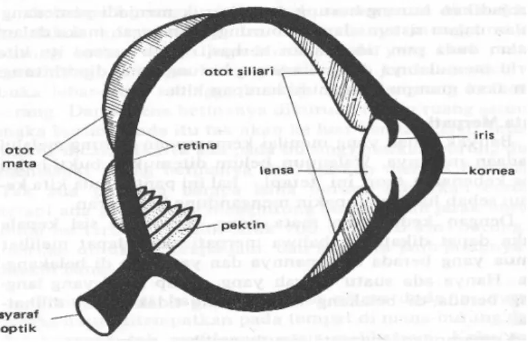 Gambar 1.  Struktur mata merpati 
