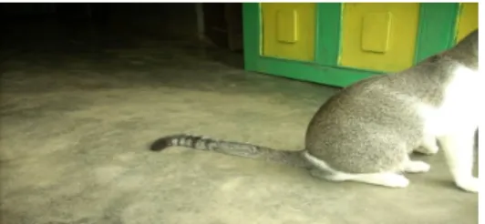 Gambar 1. Kucing rumah dengan pola tabby albisinian. 