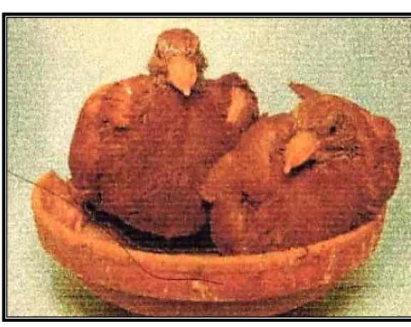 Gambar 8  Squab burung merpati 