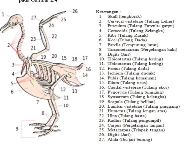 Gambar 2.4 Struktur Tulang (Skeleton) pada Burung 13 ______________ 