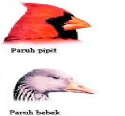 Gambar 2.  Bentuk Paruh Burung Sesuai dengan Makanannya  (Anonim, 2003). 