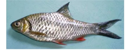 Gambar 2. Ikan brek (Barbonymus balleroides Cuvier & Val.1842) 