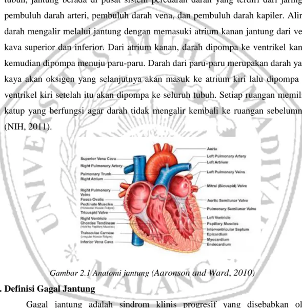 Gambar 2.1 Anatomi jantung ( Aaronson and Ward, 2010 )  2.2. Definisi Gagal Jantung 