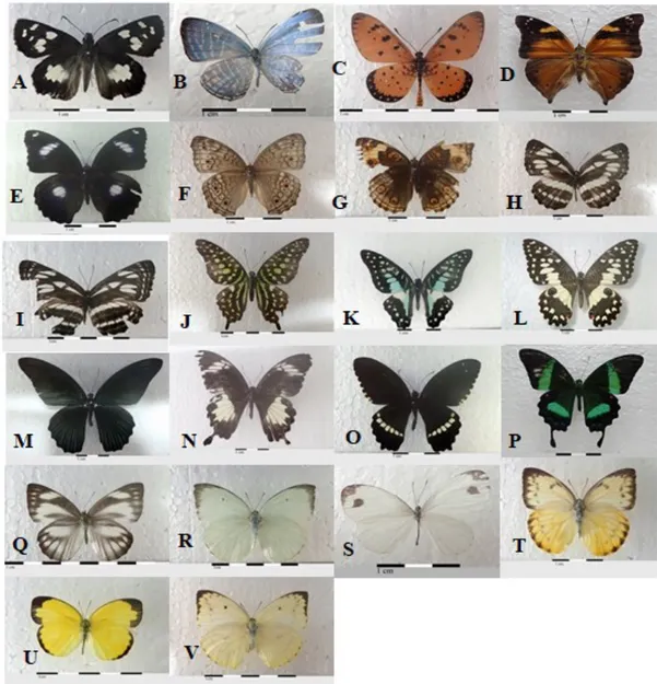 Figure  2.  Hesperiidae  (A),  Lycaenidae  (B),  Nymphalidae  (C-I)  Papilionidae  (J-P)  and  Pieridae  (Q-V)  butterflies  that  were  found  at  Air  Dingin  Landfills  (A