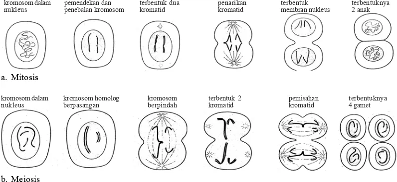 gambar 4.1.fase, metafase, anafase dan telofase