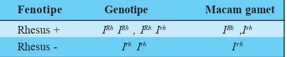 Tabel 4.4Fenotipe, Genotipe, dan Macam Gamet Rhesus Faktor
