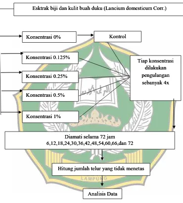 Tabel 4. Alur Kerja PenelitianDiagram alir Efektifitas Kulit dan Biji Buah Duku (Sebagai Ovisida Terhadap Nyamuk 