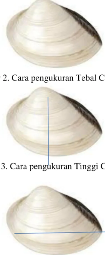 Gambar 2. Cara pengukuran Tebal Cangkang 