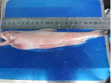Gambar 2. ikan Nomei (harpadon nehereus). 