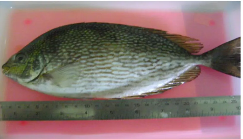 Gambar 1. Ikan Beronang Tulis (Siganus javus) (Penelitian, 2010)  HASIL DAN PEMBAHASAN 