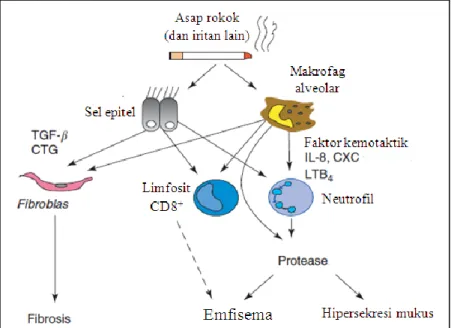 Gambar  2.4  Mekanisme  Inflamasi  pada  PPOK.  Asap  rokok  (dan  iritan  lain)  mengaktivasi  makrofag  pada  jalan  nafas,  lalu  faktor  kemotaktik  neutrofil  dilepaskan  (IL-8,  LTB 4 )