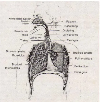 Gambar 2.1. Anatomi Paru 