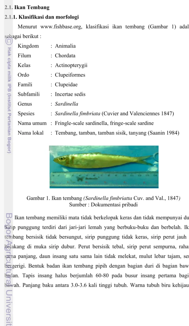 Gambar 1. Ikan tembang (Sardinella fimbriatta Cuv. and Val., 1847)  Sumber : Dokumentasi pribadi  
