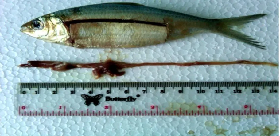 Gambar 5. Perbandingan panjang usus dengan panjang tubuh ikan tembang 