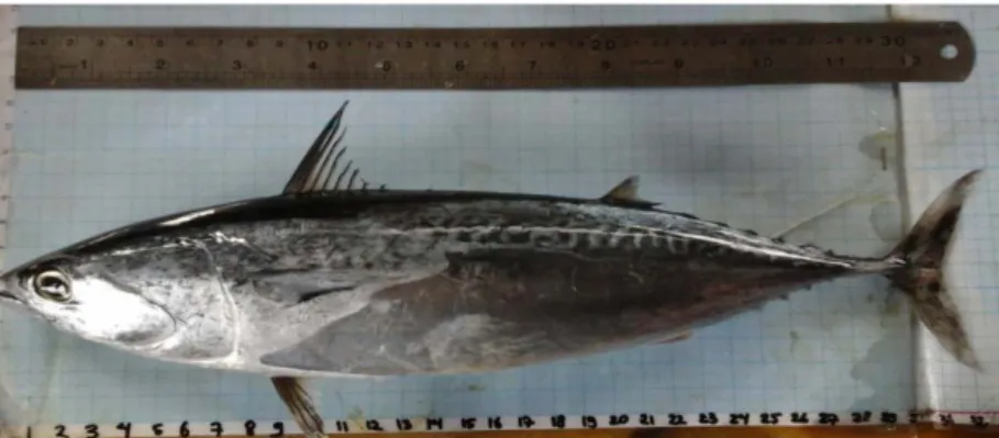 Gambar 2. Ikan Tongkol (Auxis thazard)  