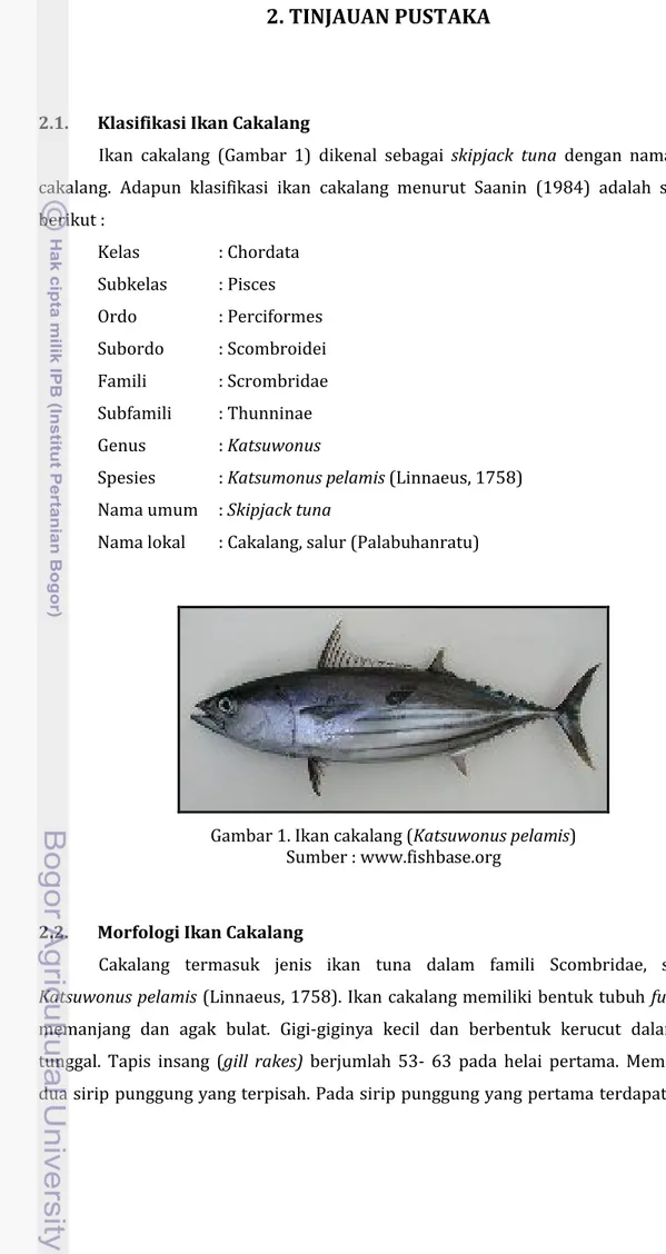 Gambar 1. Ikan cakalang (Katsuwonus pelamis) Sumber : www.fishbase.org