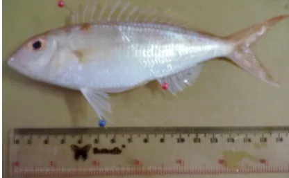 Gambar 1. Ikan Kurisi (Nemipterus furcosus) 