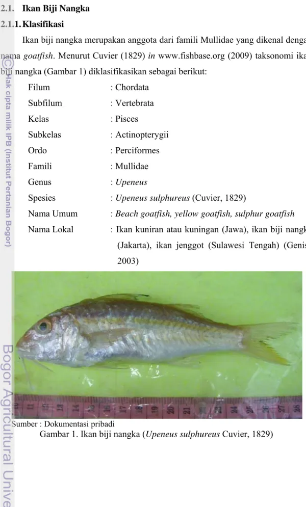 Gambar 1. Ikan biji nangka (Upeneus sulphureus Cuvier, 1829) 
