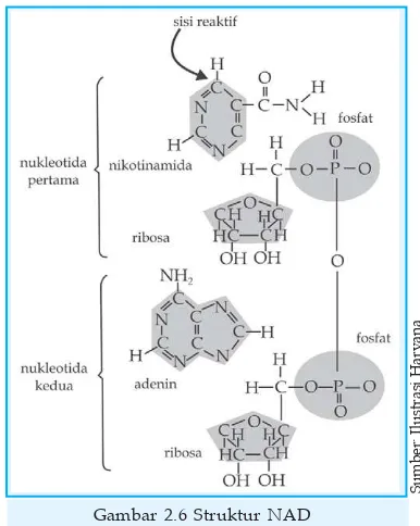 Gambar 2.5 Reaksi oksidasi reduksi (redoks)