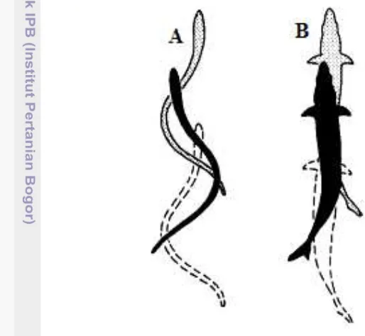 Gambar 12 Ilustrasi gerakan ikan: (A) Anguiliform, (B) Carangiform 