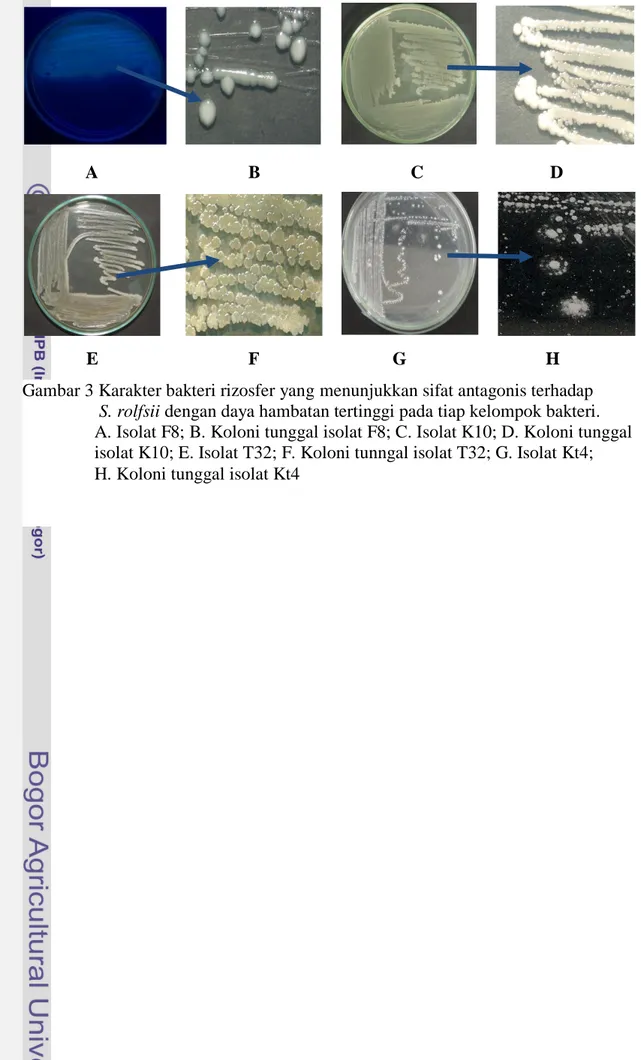 Gambar 3 Karakter bakteri rizosfer yang menunjukkan sifat antagonis terhadap                 S