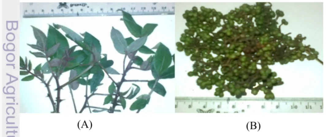 Gambar 5  (A) daun dan (B) buah tanaman andaliman. 