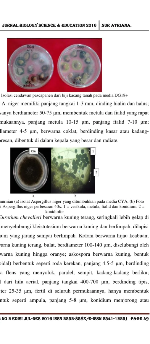 Gambar 2 Hasil pemurnian (a) isolat Aspergillus niger yang ditumbuhkan pada media CYA, (b) Foto  mikrograf morfologi Aspergillus niger perbesaran 40x