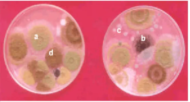 Gambar 8  Hasil isolasi cendawan pada kacang tanah yang dikemas di dalam tiga jenis  bahan  kemasan  plastik pada awal penyimpanan