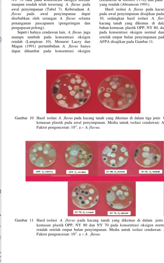 Gambar  10  Hasil isolasi  A. flavus pada kacang tanah yang dikemas di dalam tiga jenis  bahan  kemasan  plastik pada awal penyimpanan