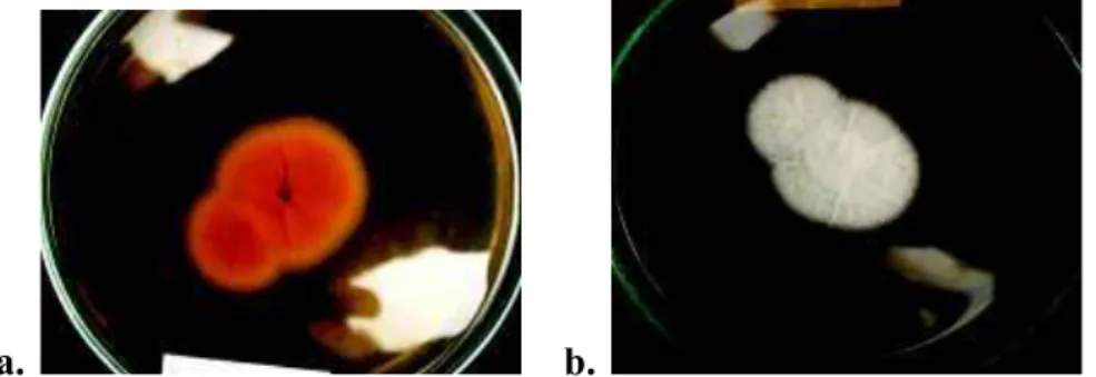 Gambar  2.4  Koloni  Aspergillus  flavus  pada  media  AFPA.  a)  Tampak  dari    permukaan  bawah  media
