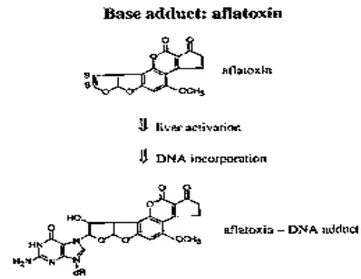 Gambar 2.9. Struktur aflatoksin  