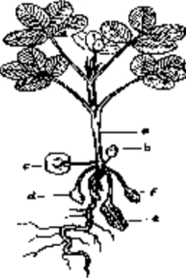 Gambar  2.1  Morfologi    Kacang  Tanah  (Arachis  hypogaea  L.)  a)  Batang  pokok  b)  Kuncup  bunga