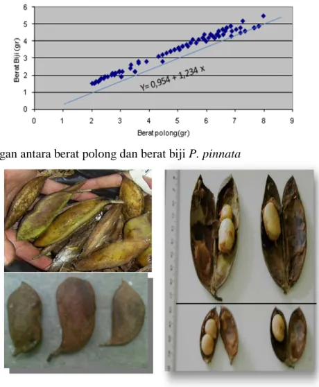 Gambar 3. Hubungan antara berat polong dan berat biji P. pinnata 
