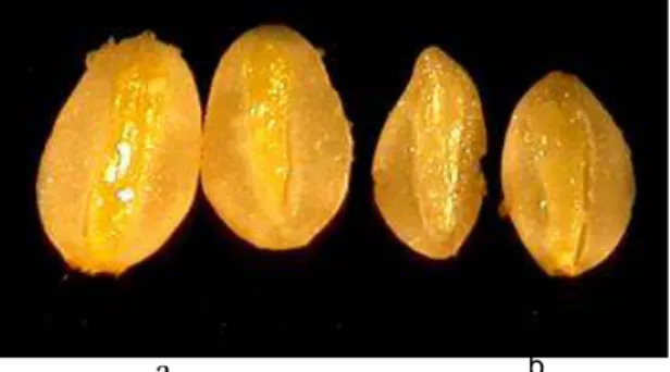 Gambar 5  Potongan Melintang dari kotiledon dan embrio (a) Perlakuan Rendam 3 Jam – Tenggelam  (b) Perlakuan Rendam 4 Jam – Terapung 
