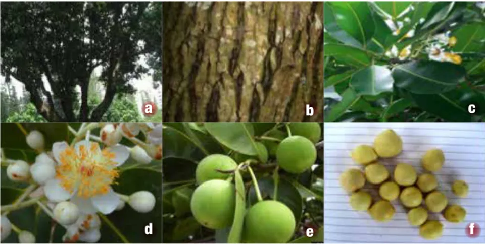 Gambar 1.  Karakteristik pohon  nyamplung