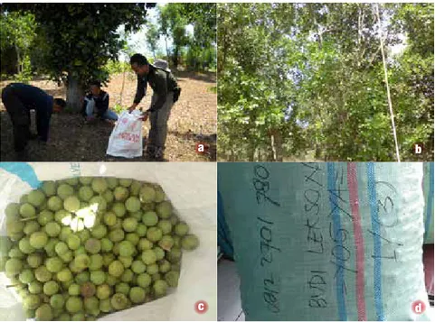 Gambar 3.  Buah nyamplung di lantai hutan (a), Pengunduhan buah dengan galah (b), Buah  nyamplung masak fisiologis (c), dan Pengepakan buah ke dalam karung (d)