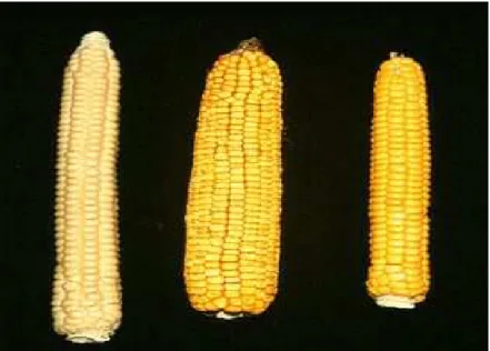 Gambar 1. Beberapa tipe jagung berdasarkan bentuk kernelnya (kiri ke kanan: 