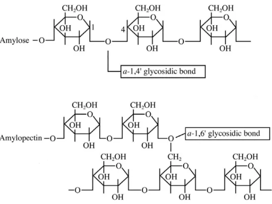 Gambar 3. Struktur amilosa dan amilopektin (Waigh et al., 2000). 