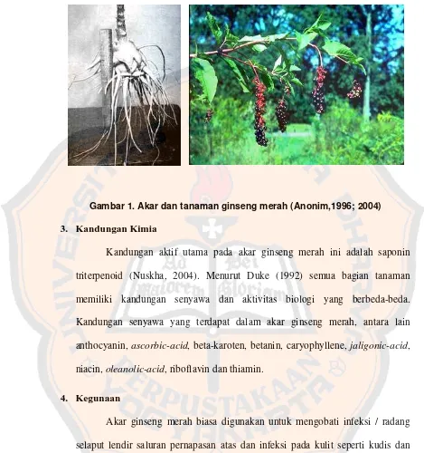 Gambar 1. Akar dan tanaman ginseng merah (Anonim,1996; 2004) 