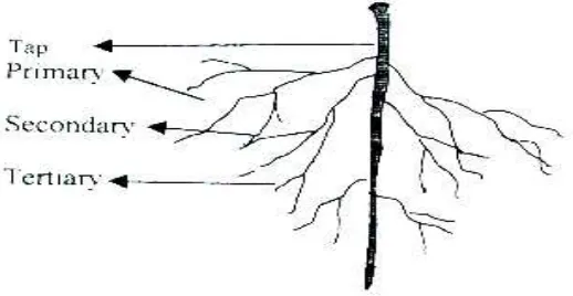 Gambar 4  Sistem perakaran pada tanaman Leguminosae (Rao dan Ito 