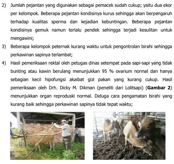 Gambar 2. Palpasi rektal pada sapi Bali di Desa Lampur (Drh. Dikman) 