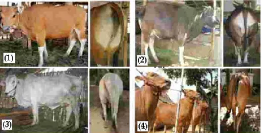 Gambar 2.  Warna tubuh yang normal pada sapi Bali betina (1), Bali jantan (2),   PO (3) dan Madura (4)