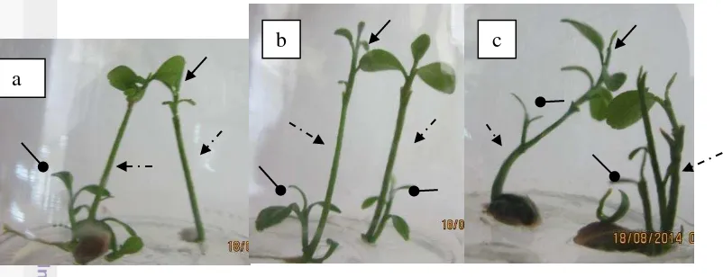 Gambar 8 Pertumbuhan sambung mikro antara tunas jeruk keprok putatif mutan 