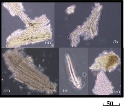 Gambar 1   Mikroskopik  simplisia  daun  mangga  gedong,  (a)  berkas  pembuluh  dengan  kristal   ca-oksalat  bentuk  prisma,  (b)  berkas  pembuluh, (c) pembuluh kayu, (d)  rambut penutup, (e) epidermis atas  dan  epidermis  bawah  dengan  stomata 