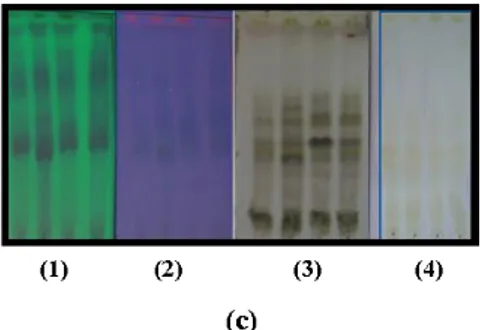 Gambar 2  Kromatogram  lapis  tipis  pemantauan  ekstrak  dan  aktivitas  antioksidan  ekstrak  daun  mangga  gedong,  fase  diam  silika  gel  GF 254,  