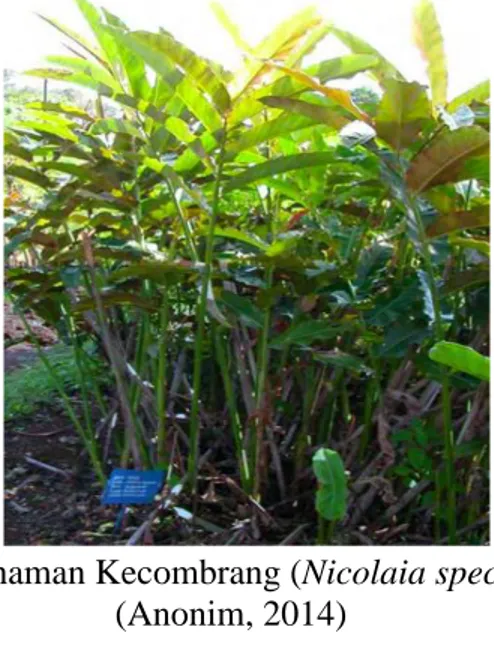 Gambar 1. Tanaman Kecombrang (Nicolaia speciosa Horan)  (Anonim, 2014) 