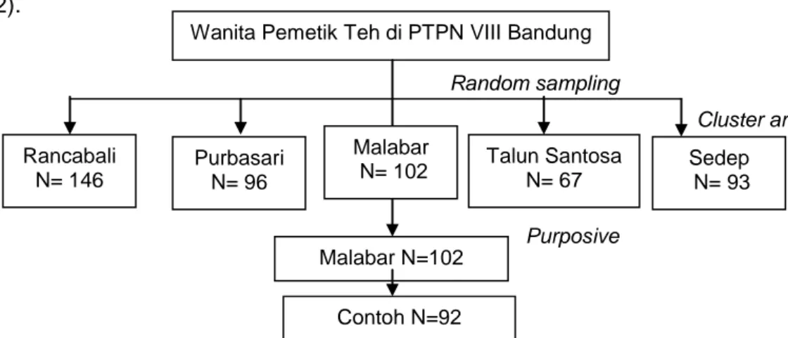Gambar 2 Cara pengambilan contohWanita Pemetik Teh di PTPN VIII Bandung 