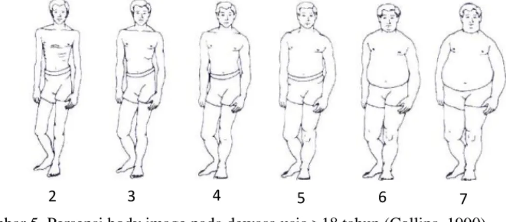 Gambar 5. Persepsi body image pada dewasa usia &gt;18 tahun (Collins, 1990)  Gambar  lima  merupakan  gambar  persepsi  bentuk  tubuh  untuk  dewasa