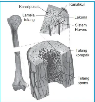 Gambar 3.2 Tulang Paha (Femur Bone) [1] 